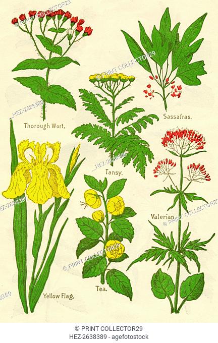 Flowers: Thorough Wort, Tansy, Sassafras, Valerian, Yellow Flag, Tea, Valerian, c1940. Artist: Unknown