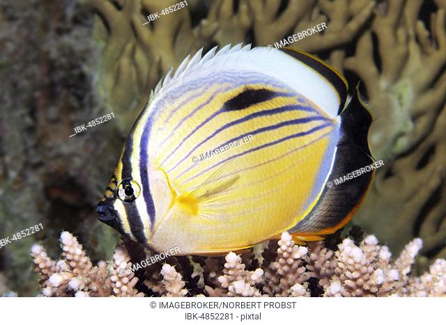 Blacktail butterflyfish (Chaetodon austriacus) floats over Acropora Coral (Acroporidae), Red Sea, Egypt, Africa