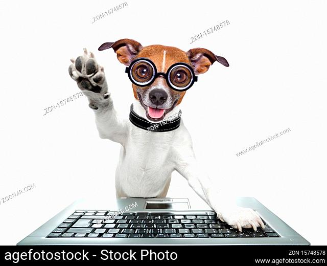 silly computer dog high five with paw