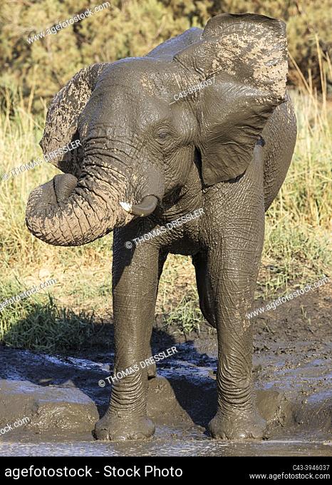 African Elephant (Loxodonta africana). So-called desert elephant. Bull enyoying his time at a pool. Damaraland, Namibia