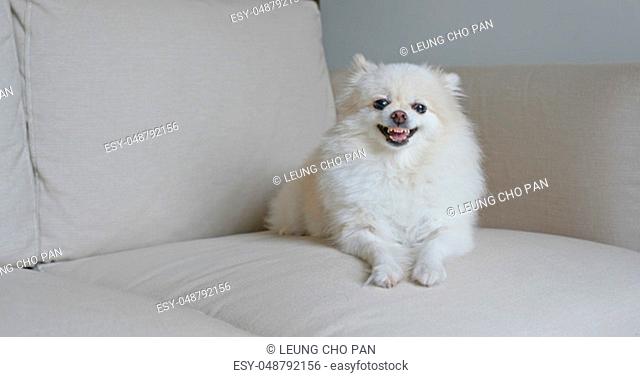 Pomeranian dog get angry on sofa