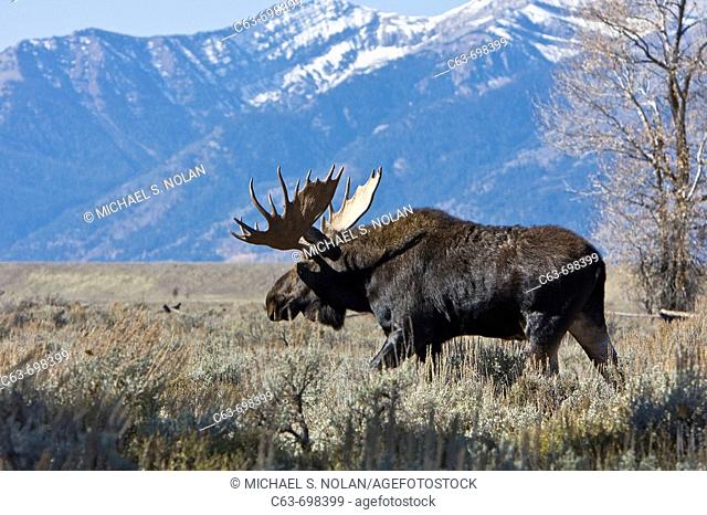 Adult bull moose Alces alces shirasi near the Gros Ventre river just outside of Grand Teton National Park, Wyoming, USA  The moose is actually the largest...