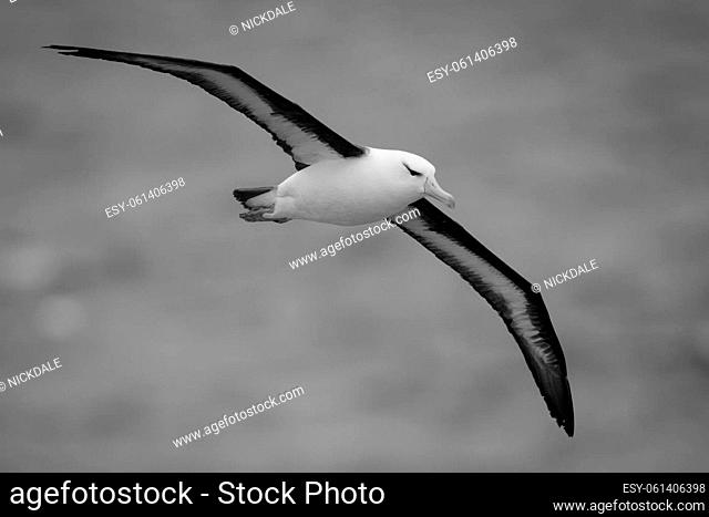 A black-browed albatross glides from left to right above a greyish-blue sea. It has a white body, orange beak and black and white wings