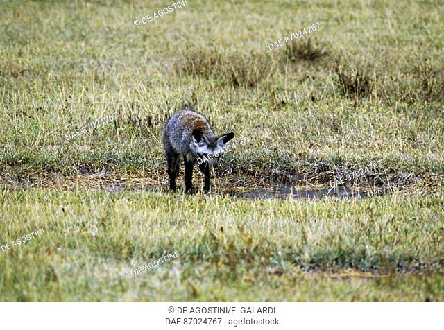 Bat-eared Fox (Otocyon megalotis), Ngorongoro Conservation Area (UNESCO World Heritage List, 1979), Tanzania