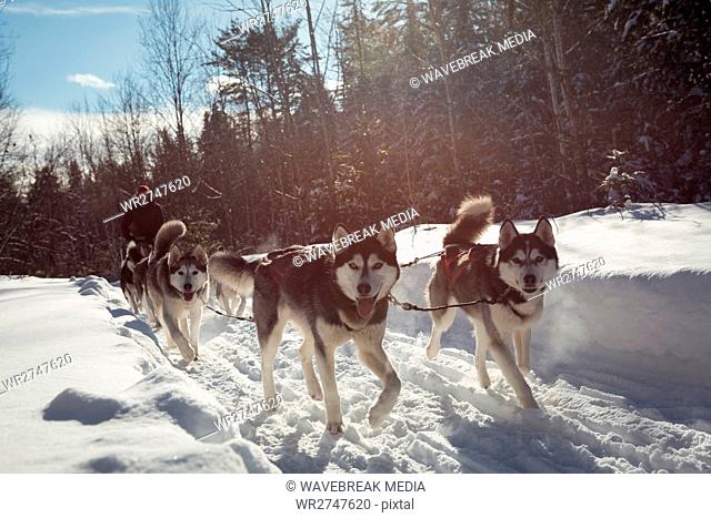 Siberian dog pulling sleigh carrying man