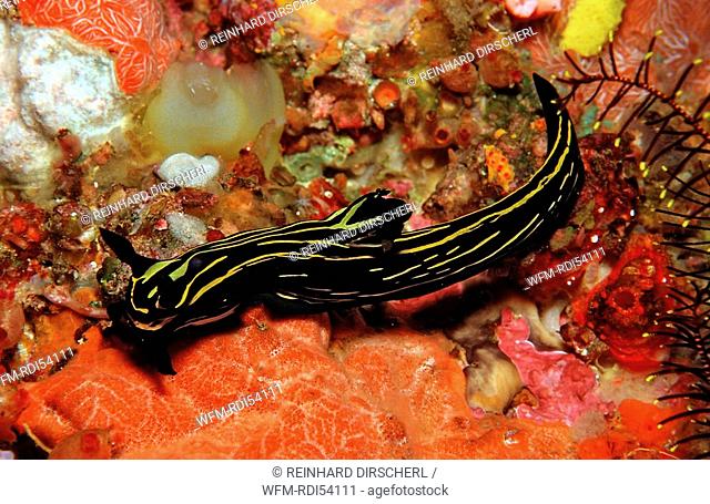 nudibranche, Roboastra luteolineolata, Komodo National Park Indian Ocean, Indonesia