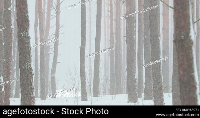 4K Beautiful Snowy White Forest In Winter Frosty Day. Snowing In Winter Frost Woods. Snowy Weather. Winter Snowy Coniferous Forest
