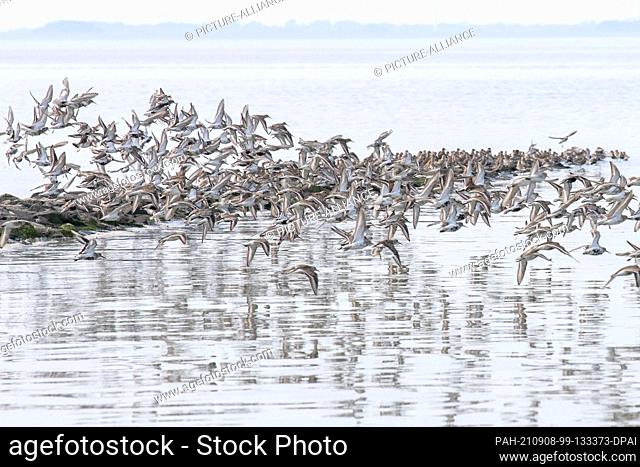 07 September 2021, Lower Saxony, Jade: Ringed plovers, dunlins and other migratory birds fly over the mudflats of the Jade Bay in the North Sea
