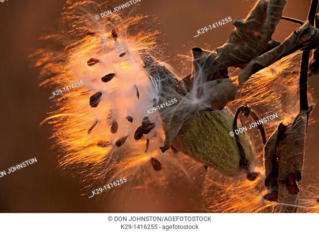 Common milkweed Asclepias syriaca Bursting seed pods Manitoulin Island, Ontario