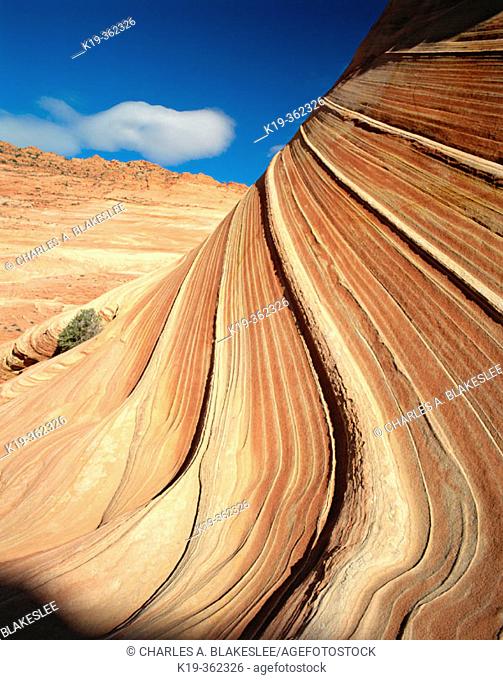 'The Wave' Navajo sandstone formation, Paria Canyon Vermilion Cliffs Wilderness. Coconino County, Arizona. USA