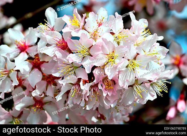 Spring background. Cherry blossoms hybrid close up
