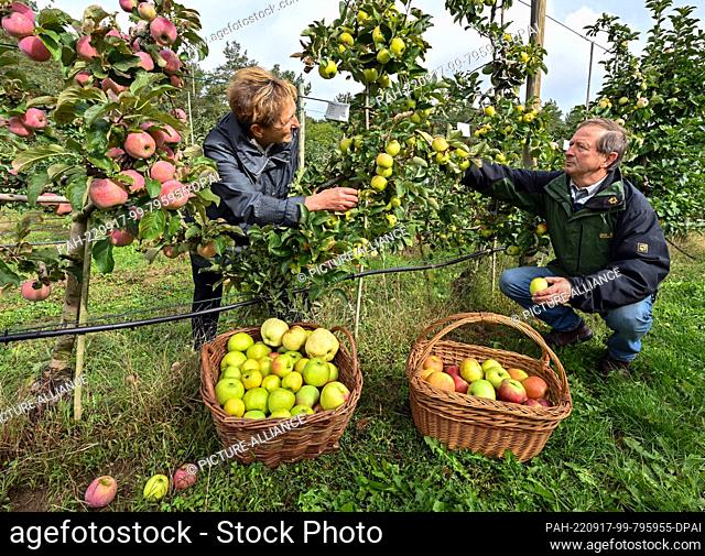 17 September 2022, Brandenburg, Müncheberg: Karina and Burghard Petersdorf pick different apple varieties for the Orchard Festival on the grounds of the...
