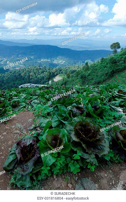 Top view of Mon Jam (Thai local name) mountain with cabbage farm and chair in Chiangmai Thailand