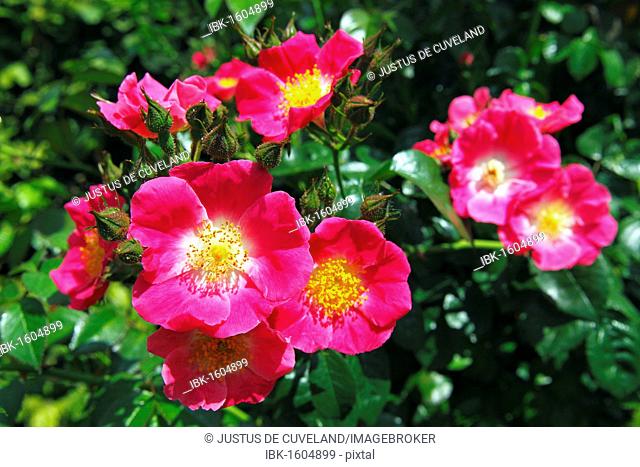 Rose, American Pillar variety (Rosa cultivar American Pillar), rambling rose, climbing rose