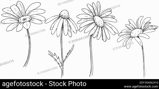 Daisy in a vector style isolated. Full name of the plant: daisy, chamomile. Vector olive tree for background, texture, wrapper pattern, frame or border