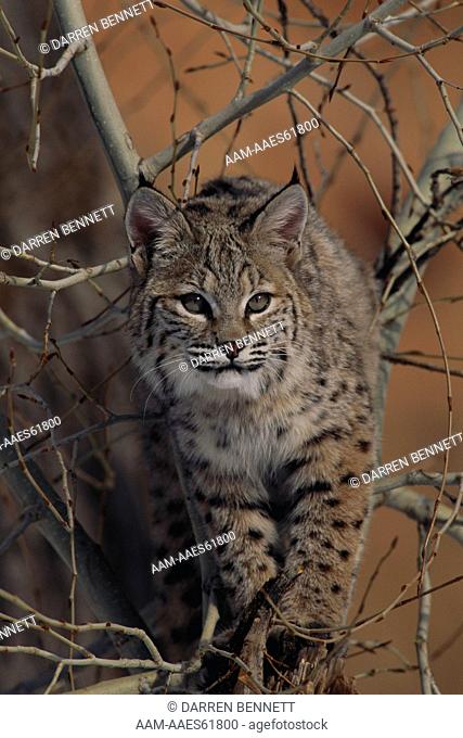Bobcat Perched High in Tree (Lynx rufus) Spanish Fork, UT, IC