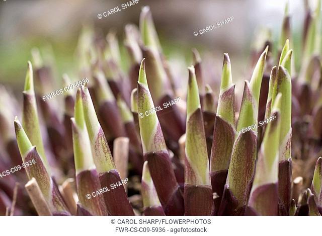 Hosta, Spring shoots of a mature plant sprouting up among cut off spent stems of the previous year