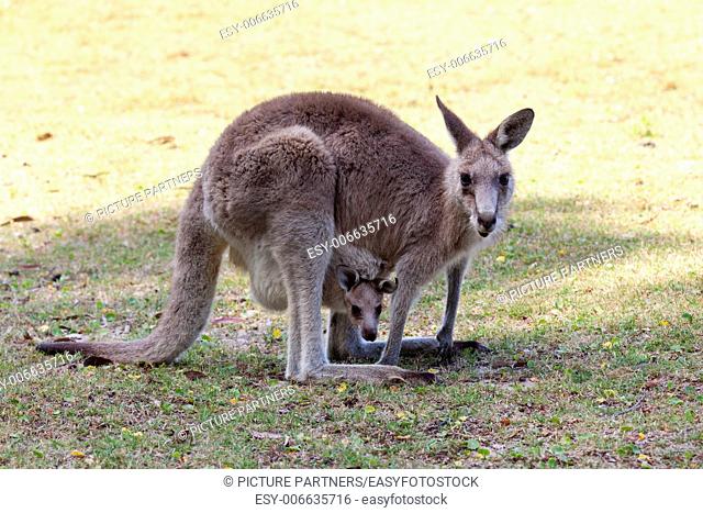 Red Kangaroo mother and joey in Australia in NSW, Australia