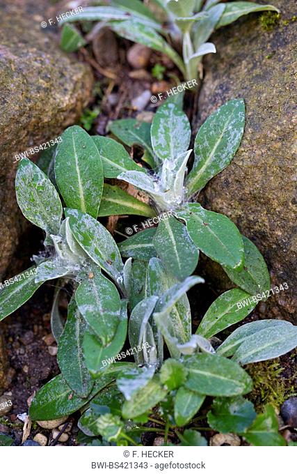 Montane star-thistle, Perennial cornflower, Mountain knapweed, Mountain cornflower, Bachelor's button, Mountain Bluet (Centaurea montana), young plants, Germany