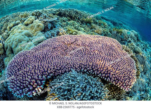 Hard and soft corals and reef fish underwater on Sebayur Island, Komodo National Park, Indonesia