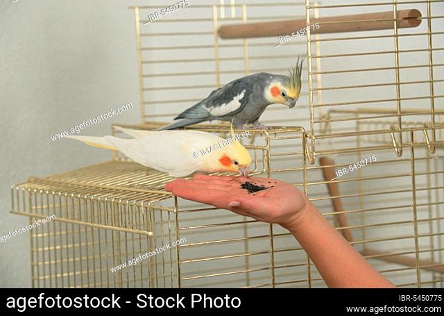 Cockatiels (Nymphicus hollandicus), pair on cage, getting bird's coal