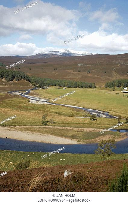 Scotland, Aberdeenshire, Braemar, Sheep grazing on the banks of the River Dee near Linn of Dee