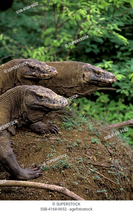 Indonesia, Komodo Island, Komodo DragonsMonitor Lizards, Close-Up