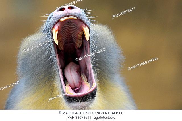 The head of the Mandrill horde Napo yawns at the Africa house of the zoo in Dresden, Germany, 12 March 2013. The Mandrill group recently increased to six...
