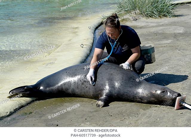 Tanja Rosenberger, head of the seal station, examines a gray seal named 'Juris' in Friedrichskoog, Germany, 03 August 2015