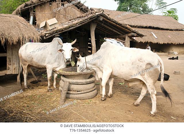 oxen in a Tharu village in Chitwan National Park in Nepal