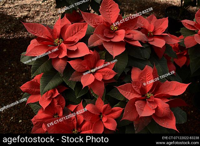 December 7, 2022, Mexico City, Mexico: Poinsettia flowers are seen at greenhouse 'Vivero Nochebuena'  in the town of Xochimilco, Mrs
