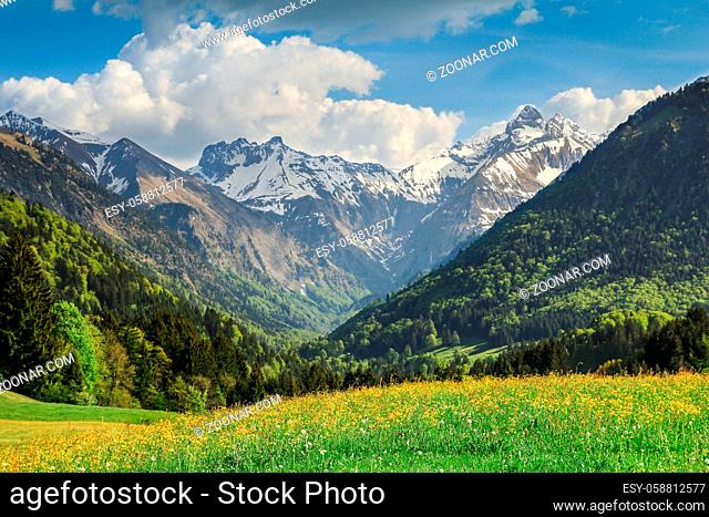Beautiful flower meadow and snow covered mountains in the background
