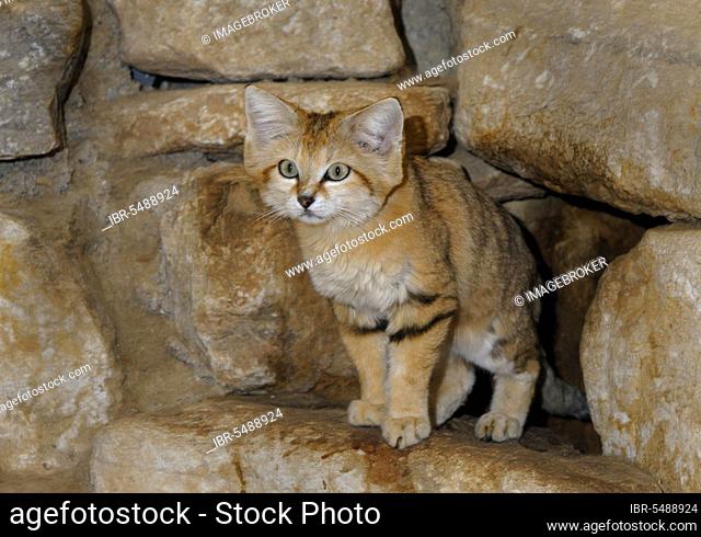 Sand cat (Felis margarita), Sand cats, sand cat, Desert cats, Predators, Mammals, Animals, Sand cat adult amongst rocks
