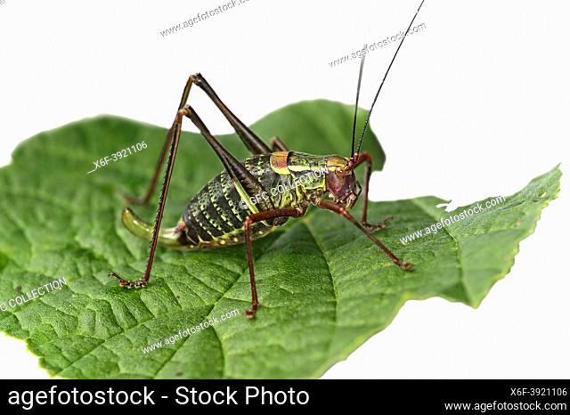 Female Saddle-backed bush cricket (Ephippiger diurnus), Valais, Switzerland