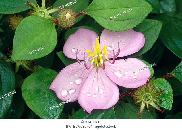 heterotis Heterotis rotundifolia, blooming