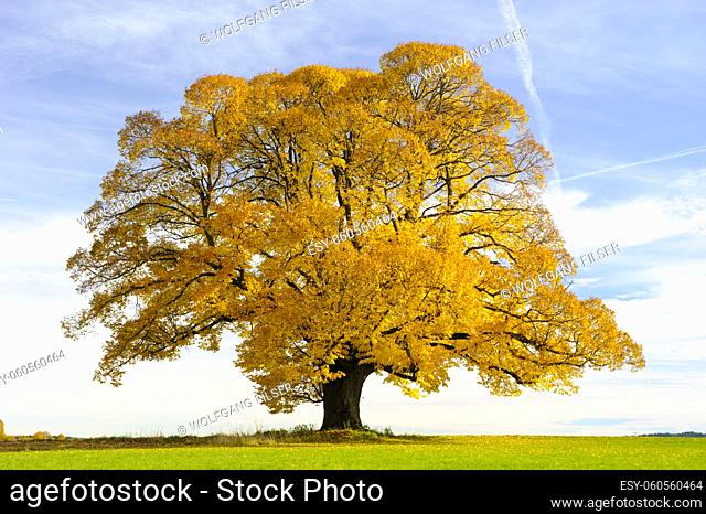 single big linden tree in vibrant color at autumn