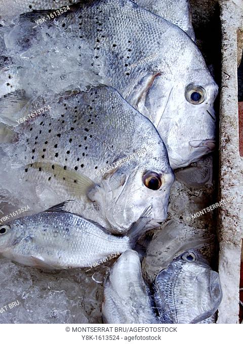 Thai fish in ice box at Thong Sala market, Koh Phangan, Thailand