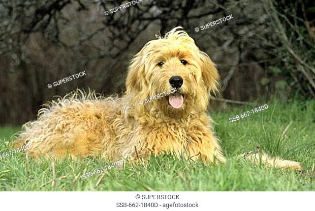 Goldendoodle sitting on grass