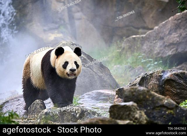 Giant panda (Ailuropoda melanoleuca) male out in her enclosure in mist, Captive at Beauval Zoo, Saint Aignan sur Cher, France