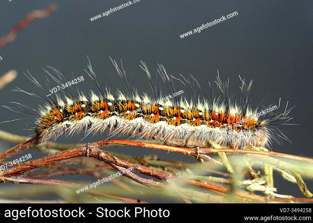 Lasiocampa trifolii or Pachygastria trifolii is a moth native to Europe, Northern Africa and Asia Minor. Caterpillar