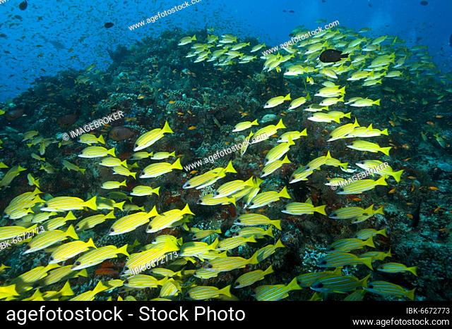 School of fish blue stripe snapper (Lutjanus kasmira), Indian Ocean, Maldives, Asia