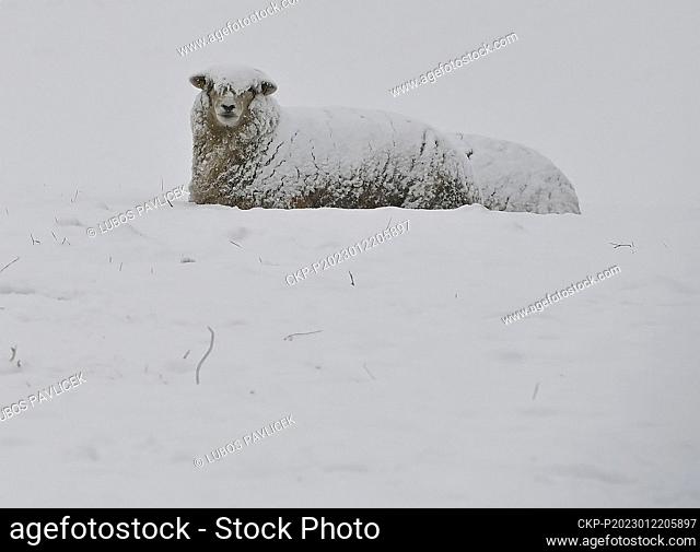 A pasture with sheep covered by snow, on January 22, 2023, near Ledec nad Sazavou, Czech Republic. (CTK Photo/Lubos Pavlicek