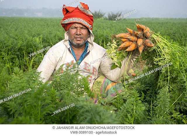 Carrot is an important vegetable of Bangladesh usually grown in the winter season. Many Bangladeshi people involved with carrot cultivation during winter season...