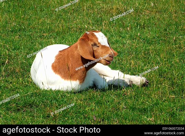 baby boer goat sat in a field surrounded by grass in spring time