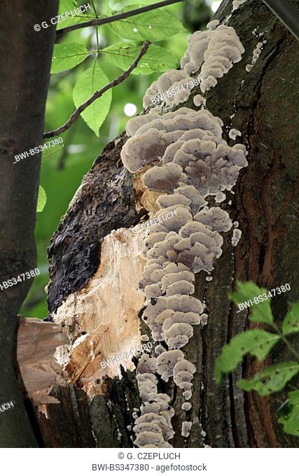 common ash, European ash (Fraxinus excelsior), windbreak of a large branch with mushrooms, deustchla