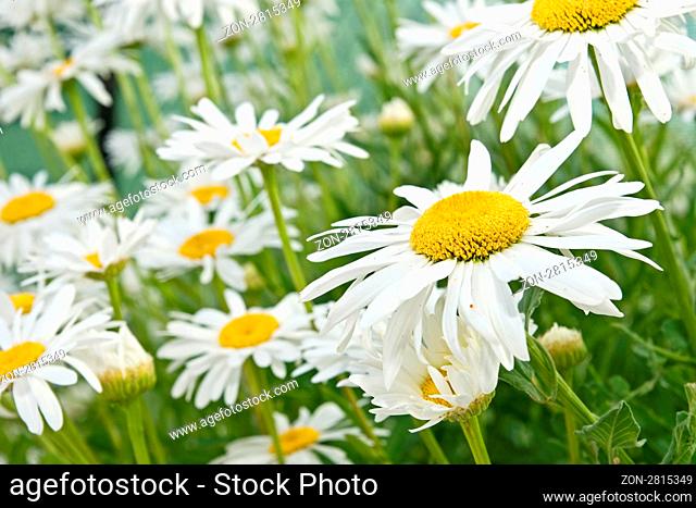 field of daisies in a field of spring