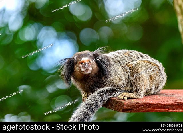 Little monkey in the rainforest
