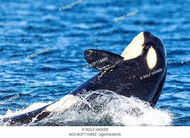 Northern resident killer whale breaching with open eye in front of Swanson Island off Northern Vancouver Island, British Columbia, Canada