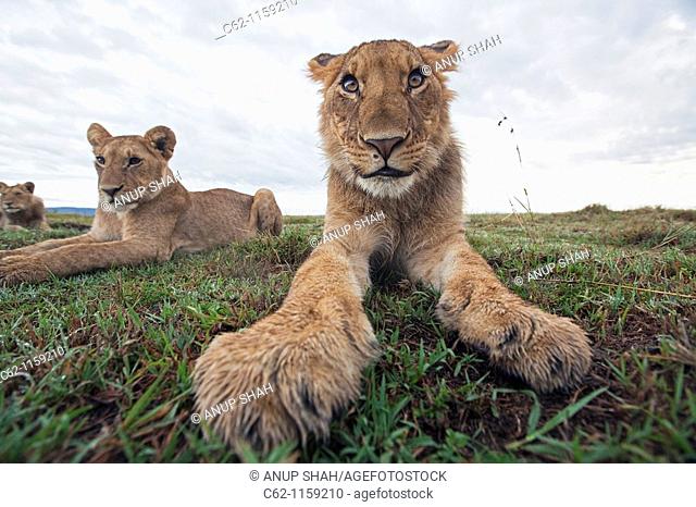 Lion (Panthera leo) adolescents resting -wide angle perspective-, Maasai Mara National Reserve, Kenya