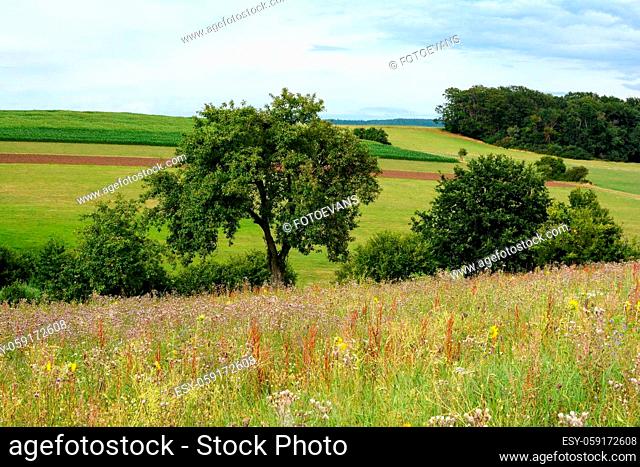 High meadow in front of a green landscape with trees, fields and sky